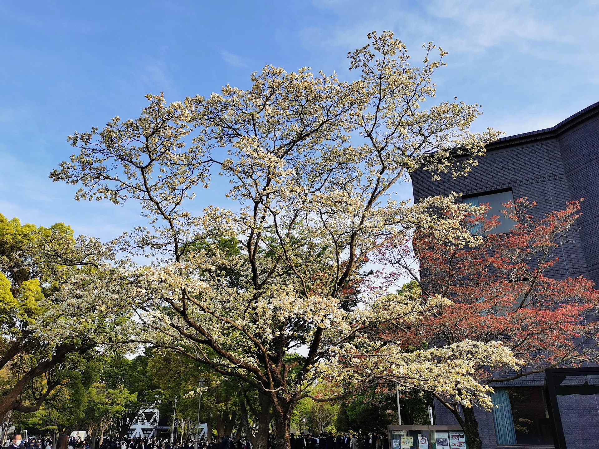 Chiba University