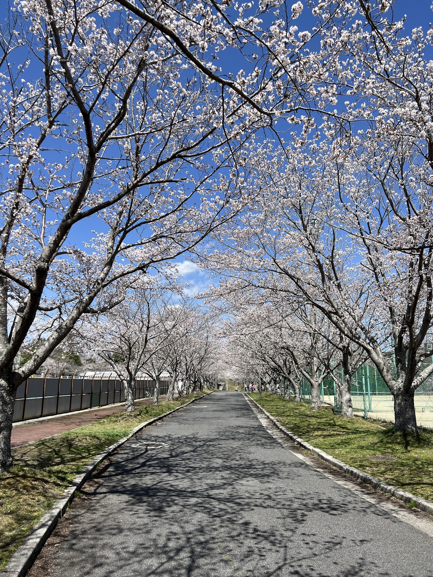 Hiroshima University