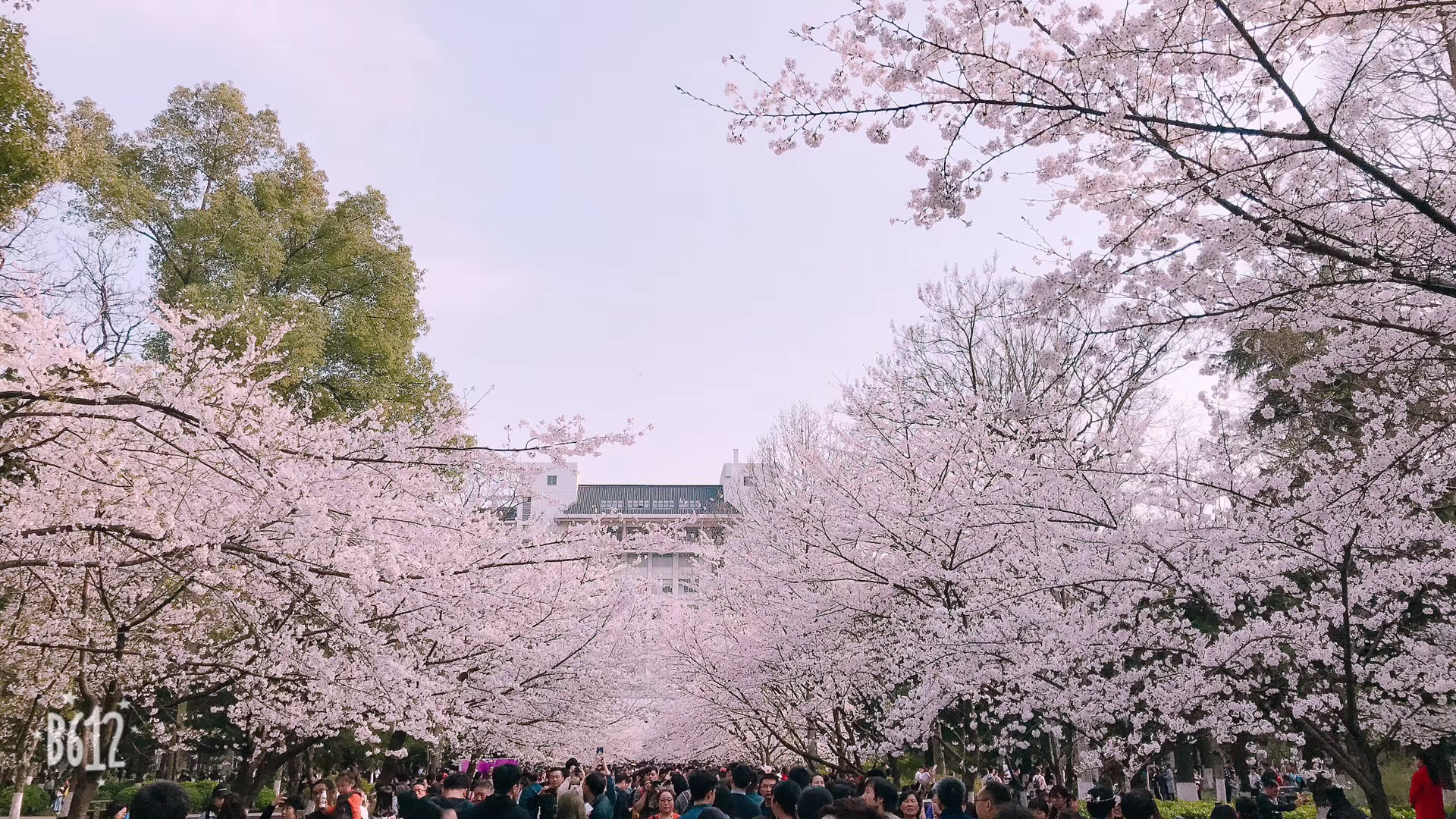Nanjing Forestry University